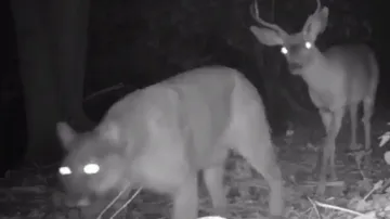 Predator guards prey! Deer trails behind mountain lioness fearlessly, watch
