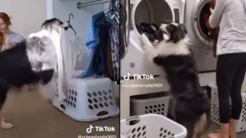 Pet dog helps mom with laundry, household chores - Watch adorable video