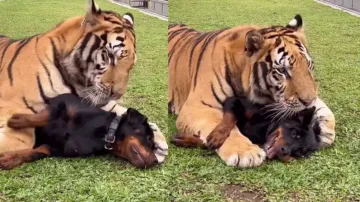 Tiger’s friendship bonding with Rottweiler terrifies netizens, watch
