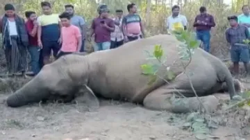 Another jumbo found dead under Athagarh forest division