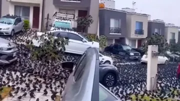 Mass murder of crows flock on streets and buildings, watch