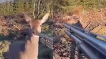 Deer changes hunter's heart with innocence; watch