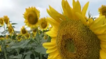 Odisha mulls incentives for farmers switching to non-paddy crops 