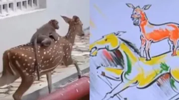 Monkey enjoys deer ride in viral video