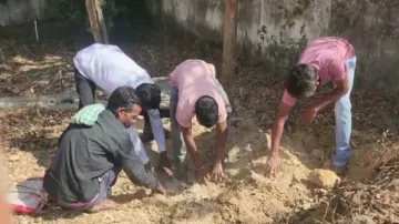 A huge quantity of rice was found buried 