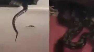 Viral Video: 3 giant black pythons fall from house ceiling, internet horrified