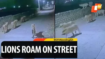 Viral, Lions Roam On Streets, Gujarat