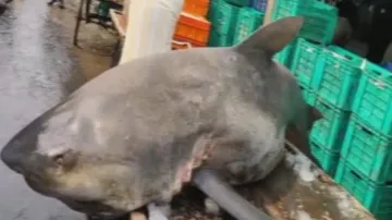 Big catch: Giant fish weighing 200 kg caught in Digha, fetches Rs 29,000