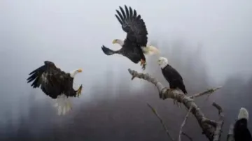 Indian-American wins National Geographic 'Pictures of the Year'