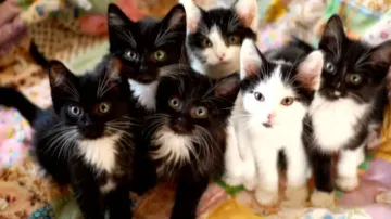 Cat menace in Ganjam