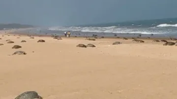 Olive Ridleys day-nest at Odisha’s Rushikulya after two years; IFS officer shares video