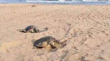 Olive Ridley turtles