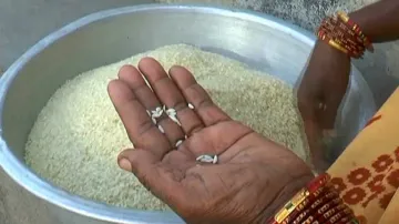 Plastic rice fear grips PDS beneficiaries in Odisha; Balasore & Sundargarh CSOs call it FRK rice  