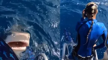 Lady scuba diver almost leaped into shark’s open mouth! Watch