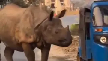 Rhinoceros halts near auto-rickshaw with ‘hope of taking a ride’! Watch