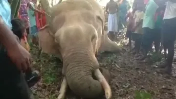 Elephant population in Odisha’s Kuldiha Sanctuary on decline