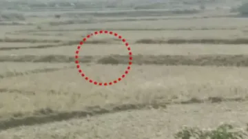 Leopard strays into human settlement in Sundargarh