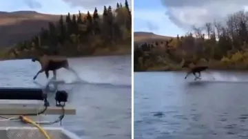 Horse gallops on water surface to cross river! Watch amazing video on internet today