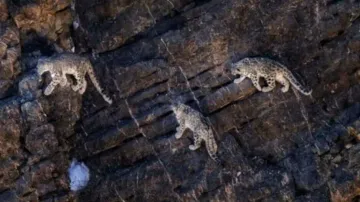 Watch rare footage of The Running Ghosts of the Mountains in India!