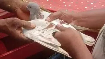 Pigeon seized from Puri
