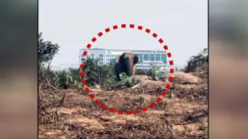 Elephant spotted at Sikharchandi hills in Bhubaneswar