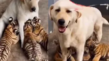 Dog fosters tiger cubs & breastfeeds; bond between canines & big cats is miraculous; watch