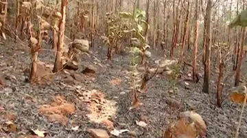 Forest Fire