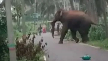 925 people died in elephant attacks in Odisha in 10 years