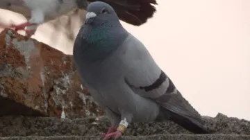 Pigeon Caught With Suspected Tags