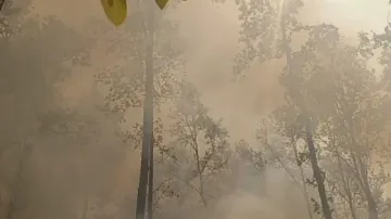 Forest Fire