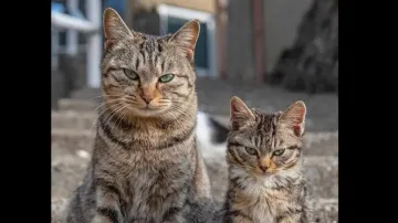 Brave or bullies! These cats frighten away lion, tiger, crocodile, bear & cobra; watch