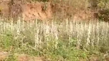 Illegal opium cultivation worth Rs 70 lakh unearthed in Sambalpur, 3 detained