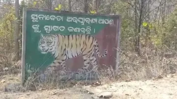 Royal Bengal tiger ‘kills’ elderly woman in Odisha’s Nuapada