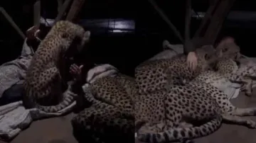 Cheetahs get warm cuddles while sharing bed with man, watch