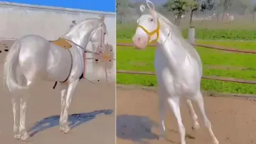 This pretty horse is from fairytale or unreal! Watch