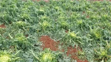 Nor’wester rain damages standing crops in Odisha 