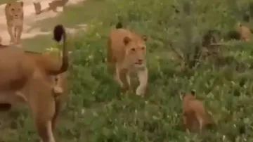 Adorable video of lion cub running towards mother Lioness out of fear goes viral