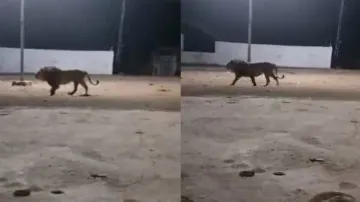 Street dogs chase away lion in Gujarat village; watch viral video