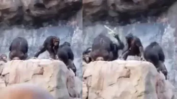 Baby chimpanzee throws stones at visitors at zoo, gets punished by parents instantly; watch