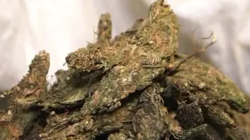 Ganja Seized