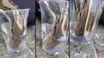 Thirsty snake gulps water from glass in one go, internet amazed; watch