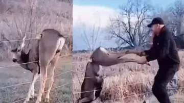 Deer ‘comes back’ with herd to thank man who saved its life, watch