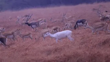 White deer captured on camera lens in wildlife sanctuary; picture goes viral