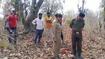 Fear stalks Nuapada villagers as tiger kills calf 
