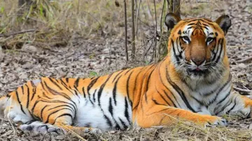 Six Royal Bengal Tigers, 49 leopards died in Odisha in last 10 years 