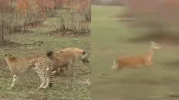 Lucky deer escapes from jaws of death twice dramatically, watch