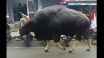 If Hulk had a pet bull! Watch the stature of this bull while walking down Indian street