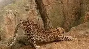Video of Leopard doing 'Surya Namaskar' goes viral
