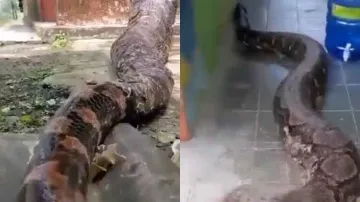 Longest & heaviest python on the planet! Watch scary visuals