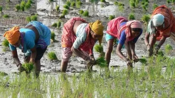 Odisha govt disburses Rs 877 cr aid to farmers under KALIA scheme on Utkal Dibasa